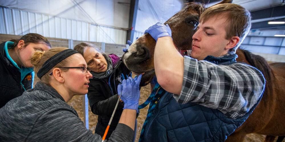 College of Veterinary Medicine